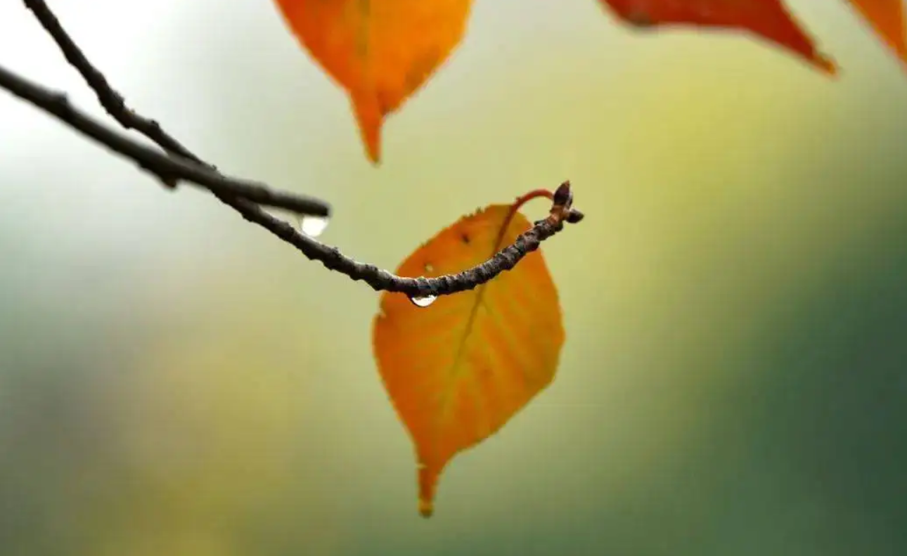 What style of glasses will you wear in autumn?